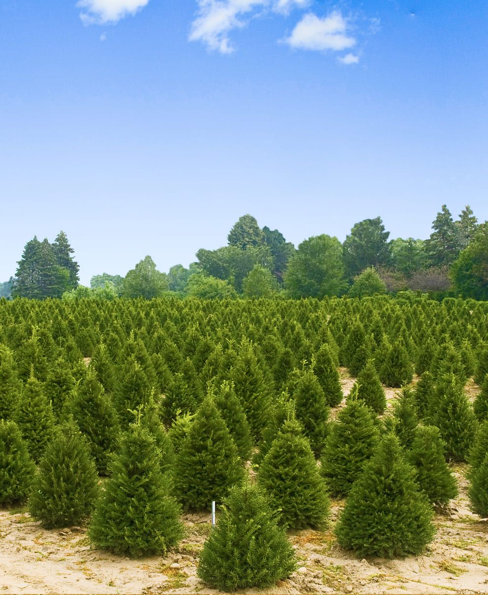 Plantage Tannenbäume